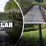 ACARLAR LONGOZU – SAKARYA LONGOZ ORMANLARI