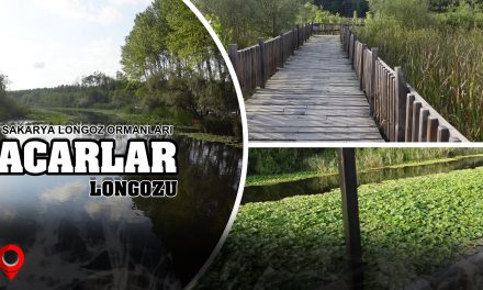 ACARLAR LONGOZU – SAKARYA LONGOZ ORMANLARI
